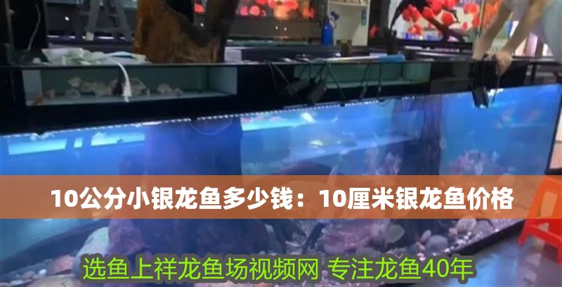 10公分小銀龍魚多少錢：10厘米銀龍魚價格