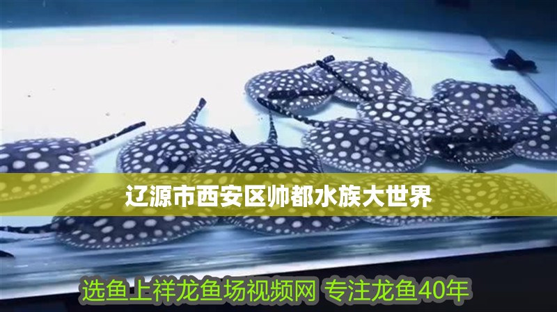 遼源市西安區帥都水族大世界 遼源市西安區帥都水族大世界 全國水族館企業名錄 第2張