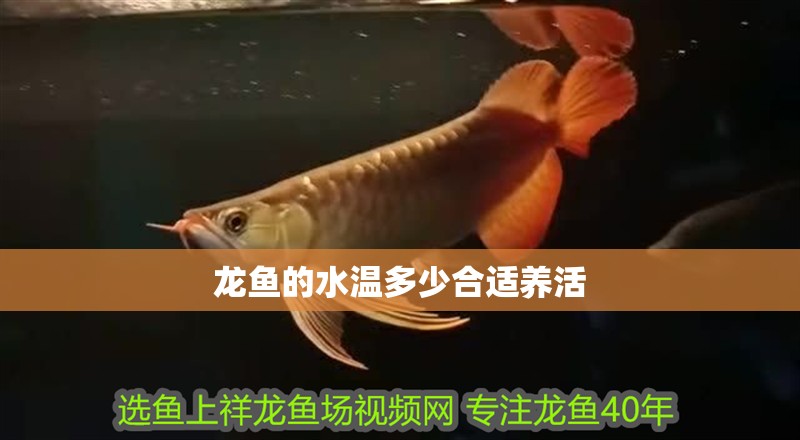 龍魚的水溫多少合適養活