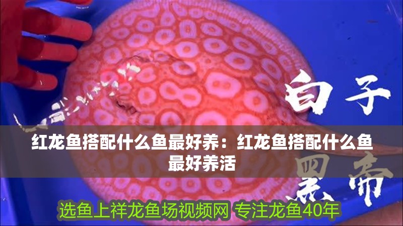 紅龍魚搭配什么魚最好養：紅龍魚搭配什么魚最好養活