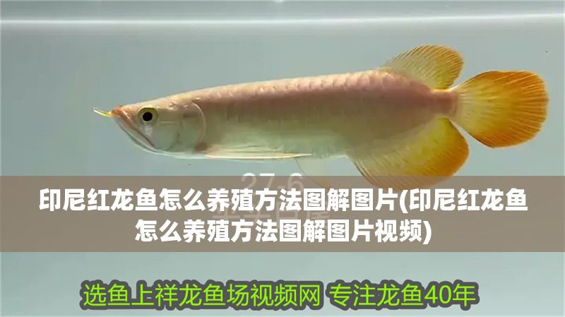 印尼紅龍魚怎么養殖方法圖解圖片(印尼紅龍魚怎么養殖方法圖解圖片視頻)