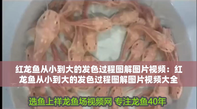 紅龍魚從小到大的發色過程圖解圖片視頻：紅龍魚從小到大的發色過程圖解圖片視頻大全
