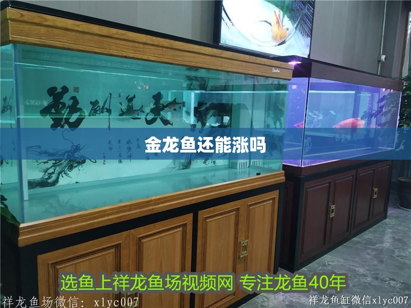 金龍魚還能漲嗎