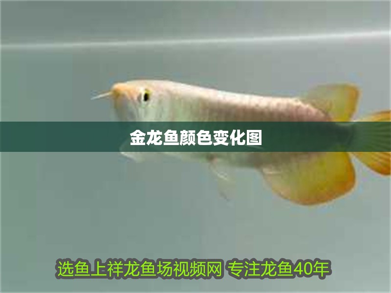 金龍魚顏色變化圖