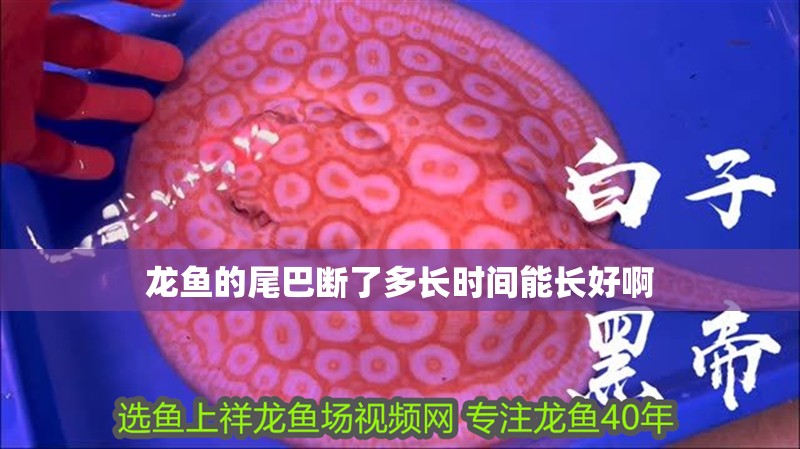 龍魚的尾巴斷了多長時間能長好啊