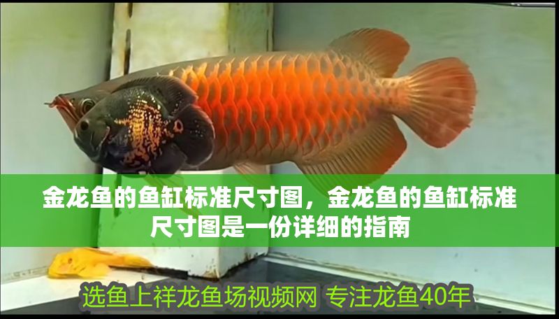 金龍魚的魚缸標準尺寸圖，金龍魚的魚缸標準尺寸圖是一份詳細的指南 金龍魚的魚缸標準尺寸圖，金龍魚的魚缸標準尺寸圖是一份詳細的指南 魚缸百科 第1張