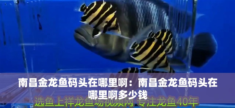 南昌金龍魚碼頭在哪里啊：南昌金龍魚碼頭在哪里啊多少錢