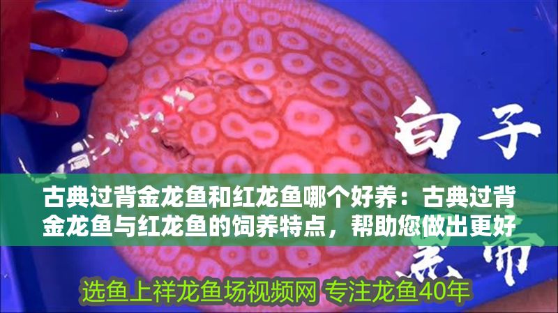 古典過背金龍魚和紅龍魚哪個好養：古典過背金龍魚與紅龍魚的飼養特點，幫助您做出更好的選擇