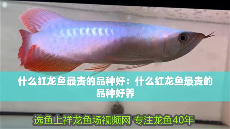 什么紅龍魚最貴的品種好：什么紅龍魚最貴的品種好養