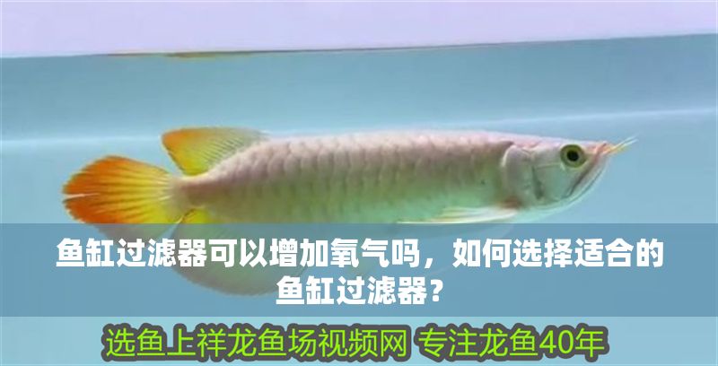 魚缸過濾器可以增加氧氣嗎，如何選擇適合的魚缸過濾器？