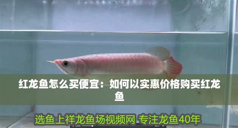 紅龍魚怎么買便宜：如何以實惠價格購買紅龍魚