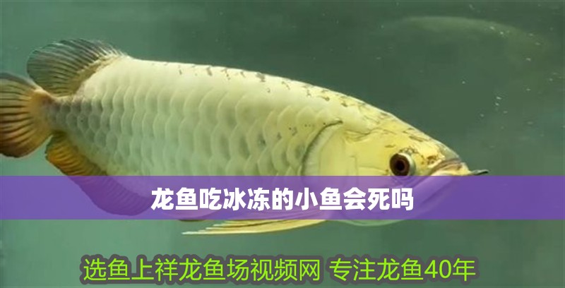 龍魚吃冰凍的小魚會死嗎