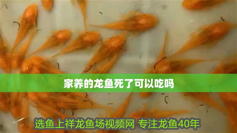 家養的龍魚死了可以吃嗎