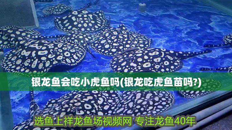 銀龍魚會吃小虎魚嗎(銀龍吃虎魚苗嗎?)