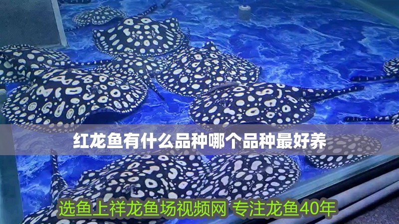 紅龍魚有什么品種哪個(gè)品種最好養(yǎng)