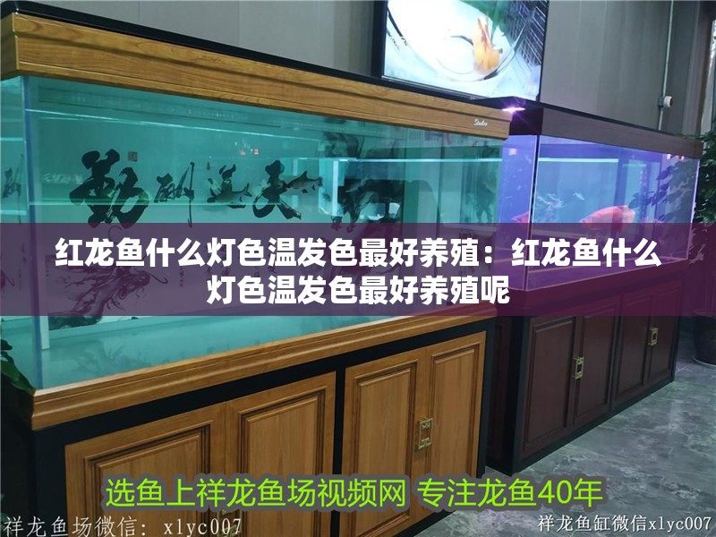 紅龍魚什么燈色溫發色最好養殖：紅龍魚什么燈色溫發色最好養殖呢
