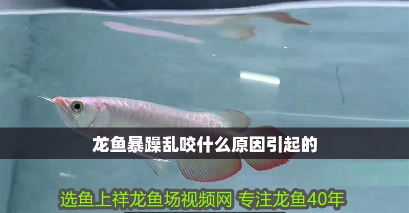 豬鼻龜成體多大(豬鼻龜幾年算是成年龜)