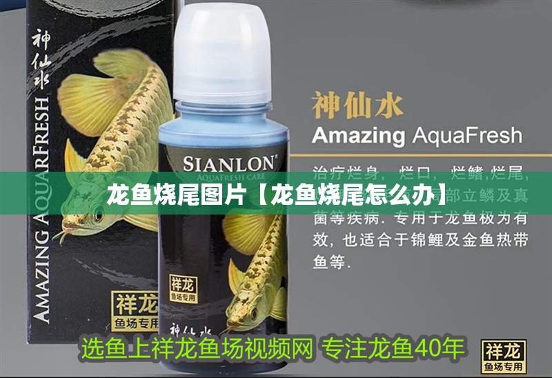 龍魚燒尾圖片【龍魚燒尾怎么辦】