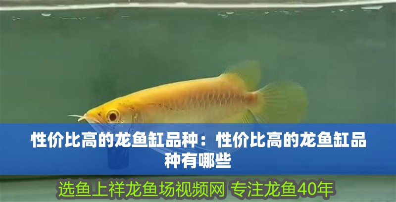 性價(jià)比高的龍魚缸品種：性價(jià)比高的龍魚缸品種有哪些