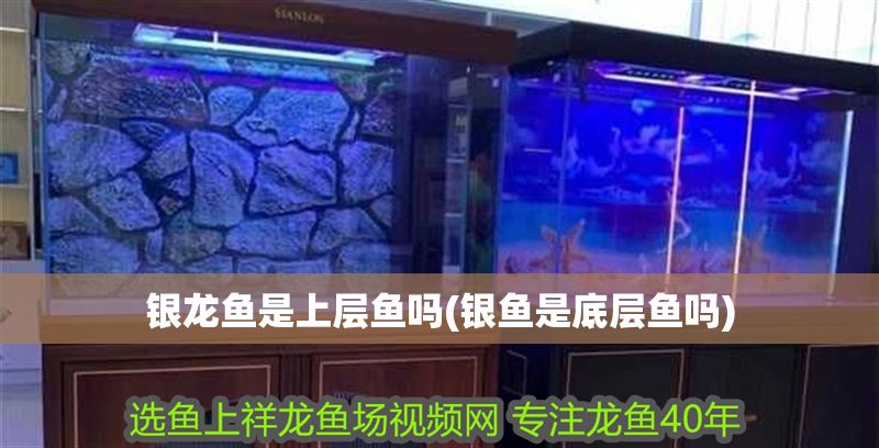 銀龍魚是上層魚嗎(銀魚是底層魚嗎)