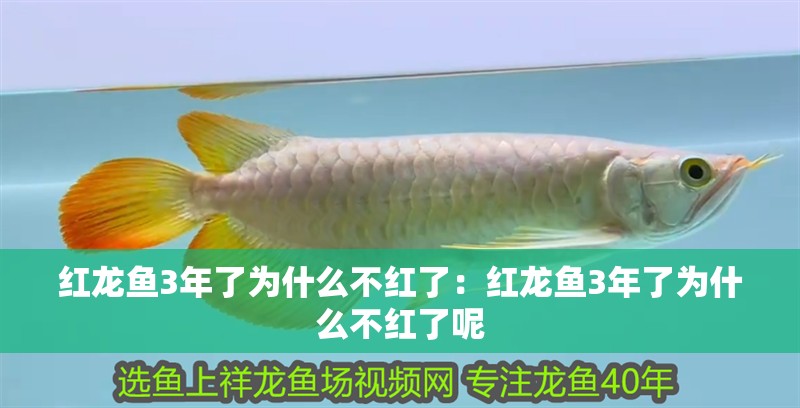 紅龍魚3年了為什么不紅了：紅龍魚3年了為什么不紅了呢