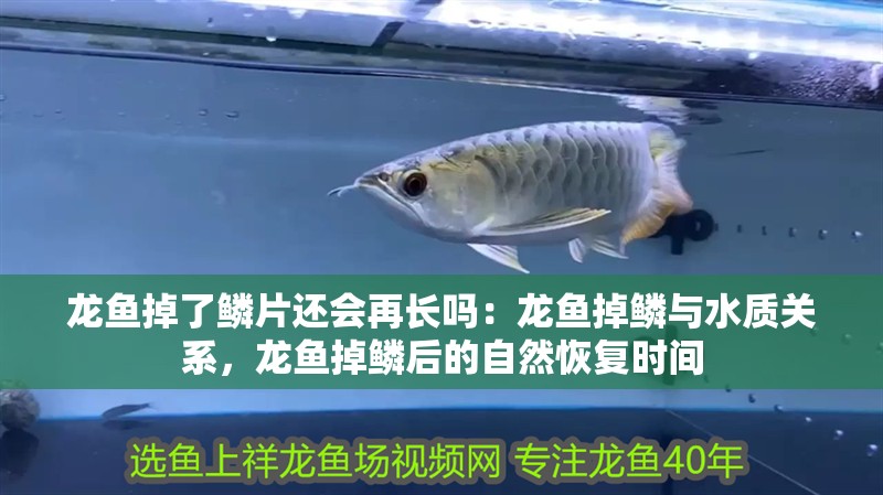 龍魚掉了鱗片還會再長嗎：龍魚掉鱗與水質關系，龍魚掉鱗后的自然恢復時間