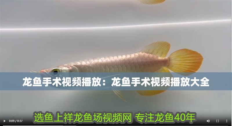 龍魚手術(shù)視頻播放：龍魚手術(shù)視頻播放大全