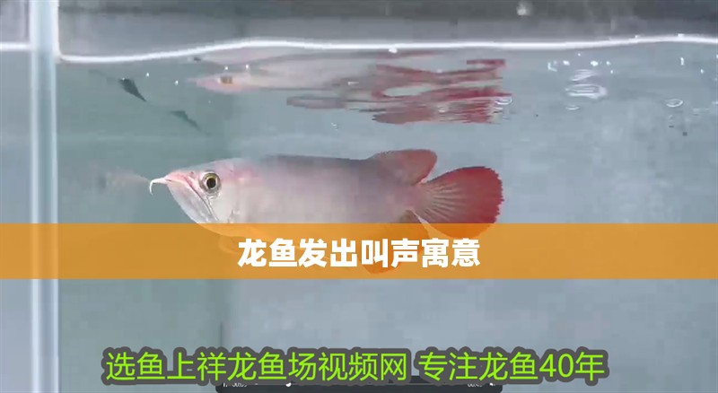 龍魚發出叫聲寓意