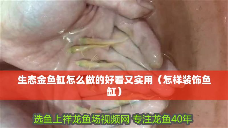 生態金魚缸怎么做的好看又實用（怎樣裝飾魚缸）
