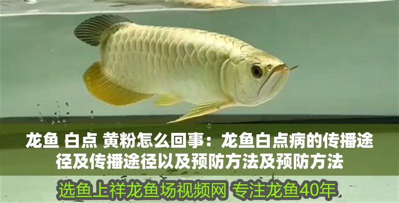龍魚 白點 黃粉怎么回事：龍魚白點病的傳播途徑及傳播途徑以及預防方法及預防方法