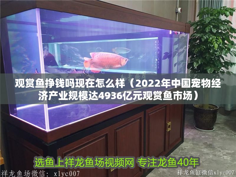 觀賞魚掙錢嗎現在怎么樣（2022年中國寵物經濟產業規模達4936億元觀賞魚市場）