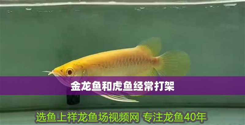 金龍魚和虎魚經常打架