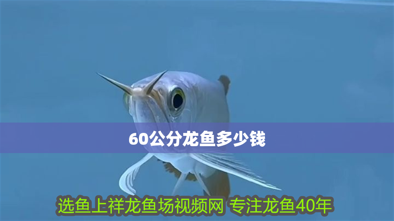 60公分龍魚多少錢