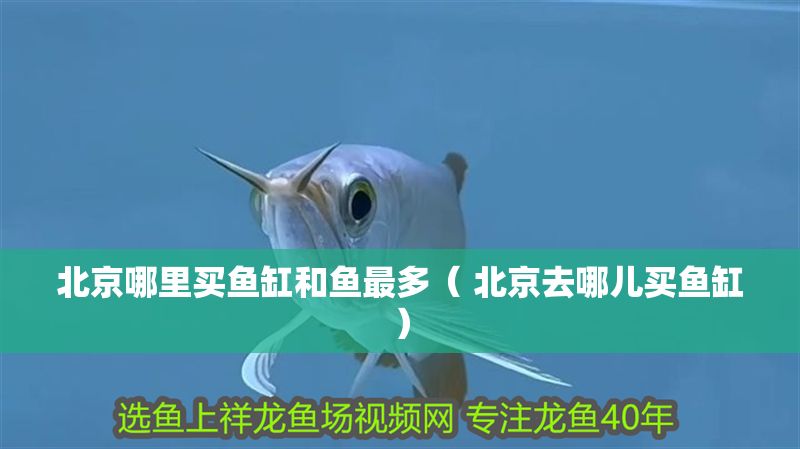 北京哪里買魚缸和魚最多（ 北京去哪兒買魚缸）