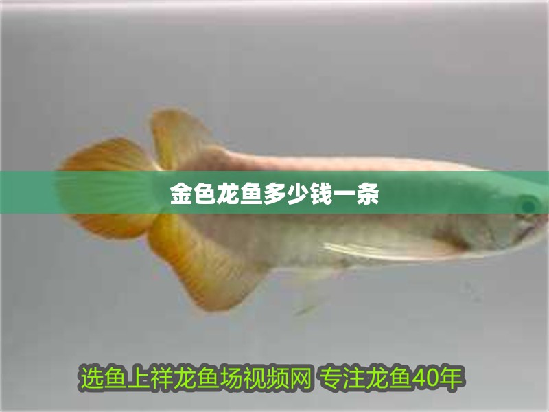 金色龍魚多少錢一條