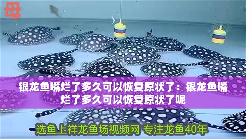 銀龍魚(yú)嘴爛了多久可以恢復(fù)原狀了：銀龍魚(yú)嘴爛了多久可以恢復(fù)原狀了呢