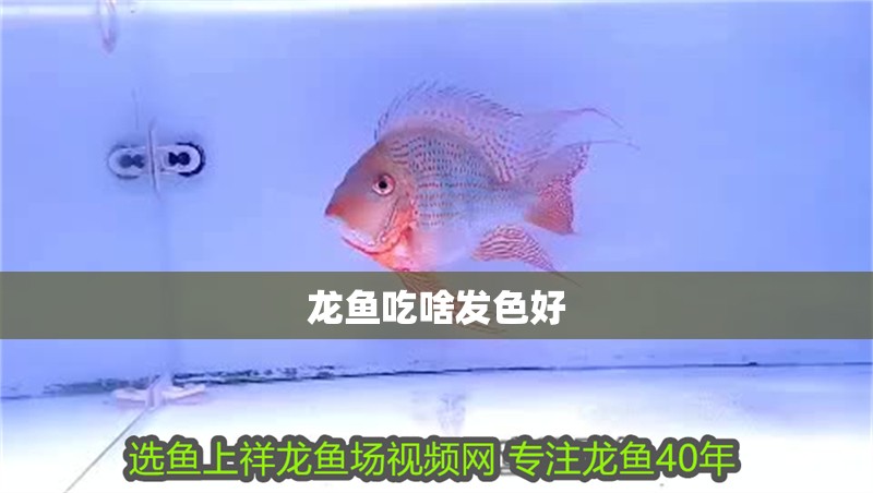 龍魚吃啥發(fā)色好