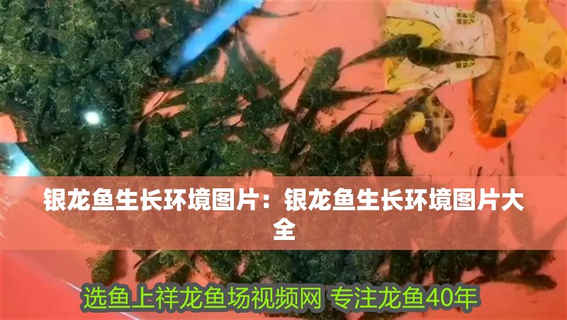 銀龍魚生長環境圖片：銀龍魚生長環境圖片大全