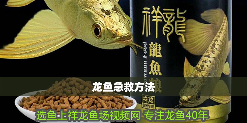 龍魚急救方法 龍魚百科 第2張 龍魚急救方法 龍魚急救方法 龍魚百科 第2張