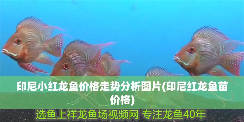 印尼小紅龍魚價格走勢分析圖片(印尼紅龍魚苗價格)