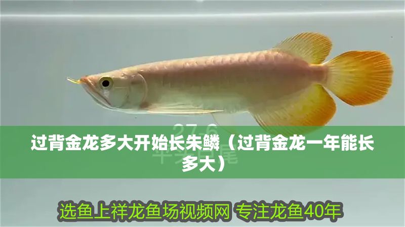 過背金龍多大開始長朱鱗（過背金龍一年能長多大）