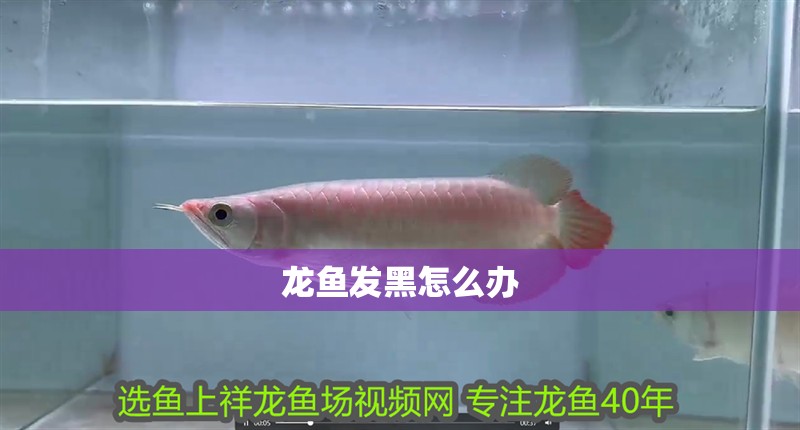 龍魚發黑怎么辦
