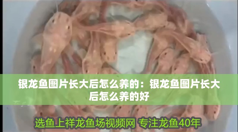 銀龍魚圖片長大后怎么養的：銀龍魚圖片長大后怎么養的好
