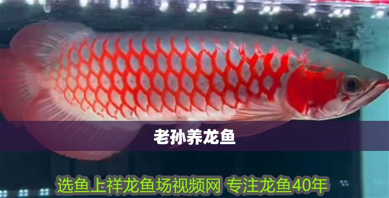 老孫養(yǎng)龍魚