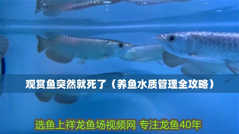 觀賞魚突然就死了（養魚水質管理全攻略）