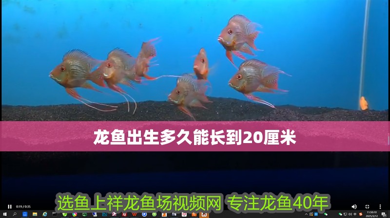 龍魚出生多久能長到20厘米