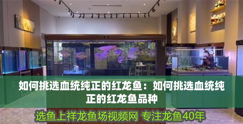 如何挑選血統純正的紅龍魚：如何挑選血統純正的紅龍魚品種