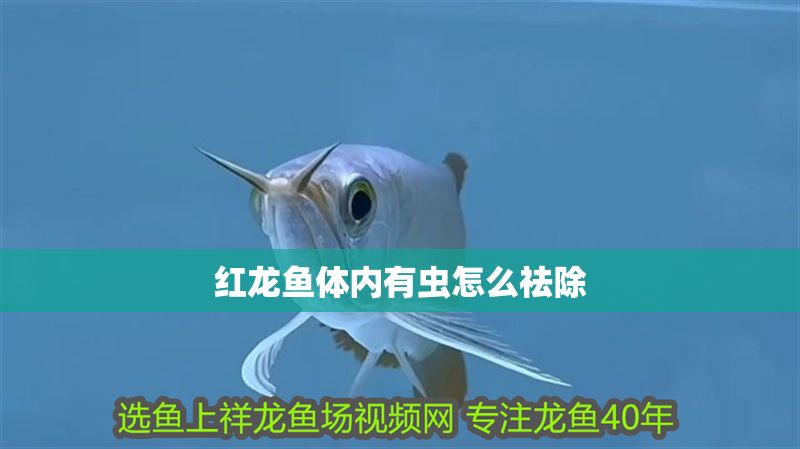 紅龍魚(yú)體內(nèi)有蟲(chóng)怎么祛除