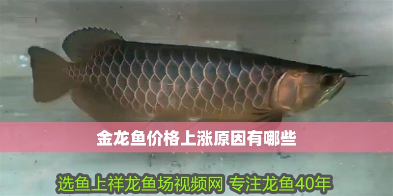 金龍魚價格上漲原因有哪些