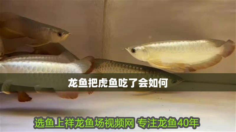 龍魚把虎魚吃了會如何